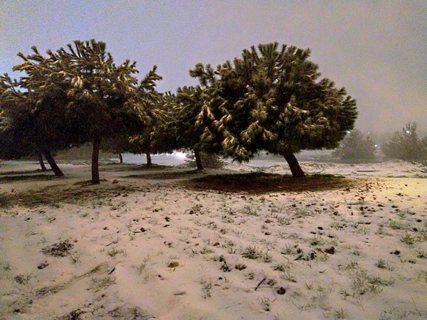 Снег Дереве Зимой — стоковое фото