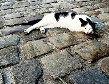 Sevimli tatlı kedi yerde yatıyor.