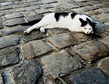 Sevimli tatlı kedi yerde yatıyor.