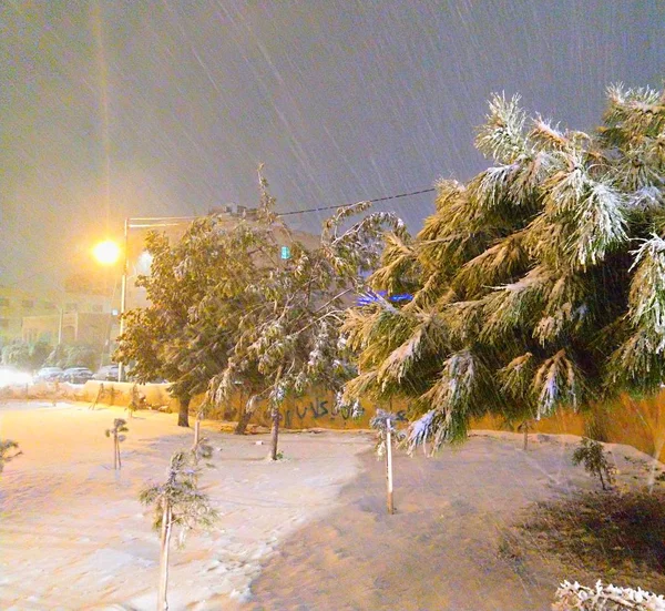 Śnieg Drzewo Zimie — Zdjęcie stockowe