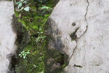 Yeşil yosun ile eski beton duvar.