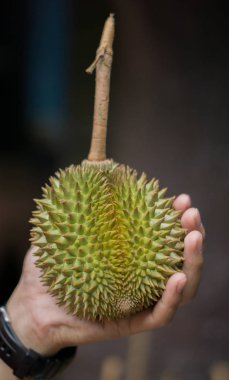 Cloes taze Puangmanee durian kadar elinde meyve.