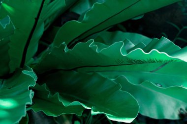 Yeşil tropikal yaprak, yaprak arka plan, doğa kavramı.