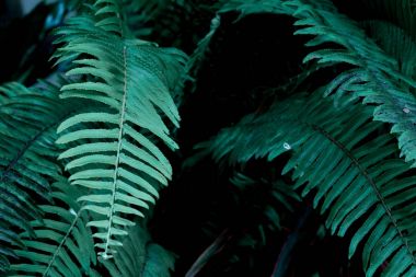 Yeşil tropikal yaprak, yaprak arka plan, doğa kavramı.