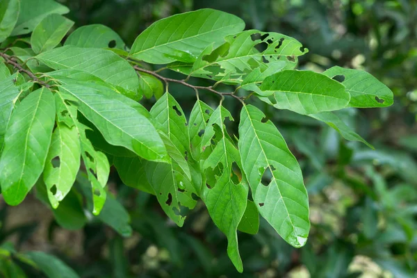 Folhas verdes comidas por pragas, têm buracos . — Fotografia de Stock