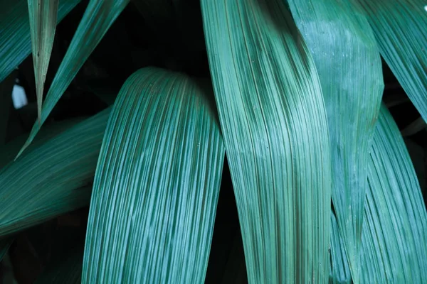 Hojas tropicales verdes, fondo de hoja, concepto de naturaleza . —  Fotos de Stock