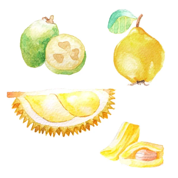 Ensemble d'aube à la main avec fruits aquarelle, nourriture fraîche, feijoa — Photo