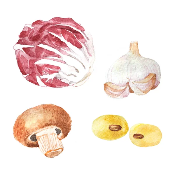 Hand dawn set with watercolor vegetables, raw food, radicchio — Stock Photo, Image