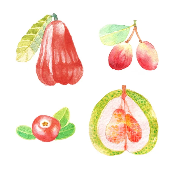 Ensemble d'aube à la main avec fruits aquarelle, nourriture fraîche, pomme rose — Photo