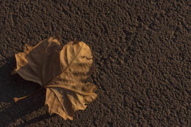 Sonbaharda yerde kuru yapraklar