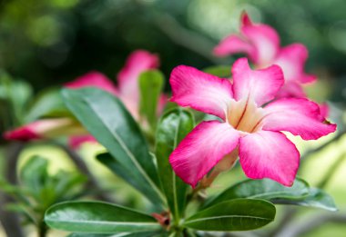 Chao Phraya Nehir İskelesi yakınlarında çiçekler açıyor, Nonthaburi.