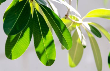 Otoparkın kenarına yansıyan ışık.