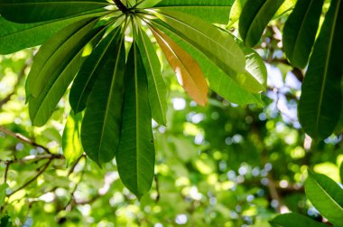 Otoparkın kenarına yansıyan ışık.