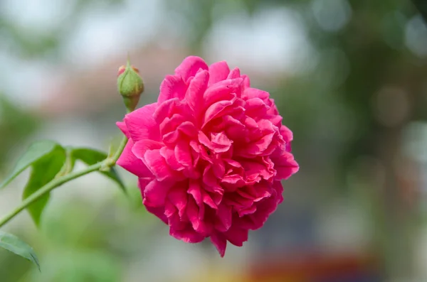 Rosas Cor Rosa Sol Quente Férias — Fotografia de Stock