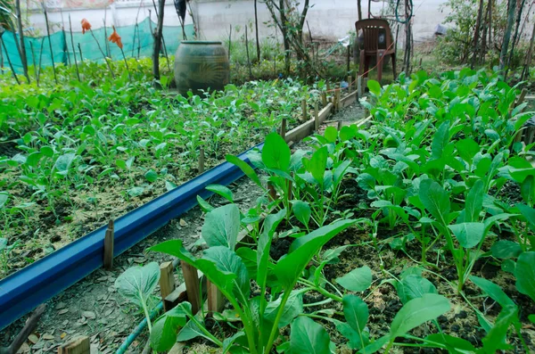 Parcela Verduras Orgánicas Saludables Jardín Final Del Pueblo —  Fotos de Stock