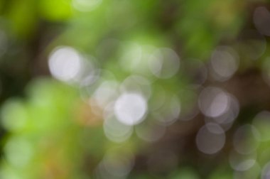 Soyut arkaplan ve yeşil yapraklar