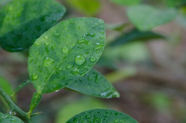 Yeşil yapraklara yağmur damlaları