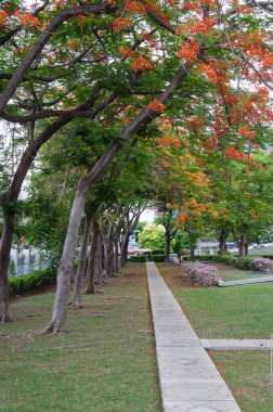 Parkta ağaçlar ve geçitler