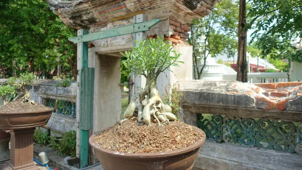Bonsai ağacı ve kırık duvar 