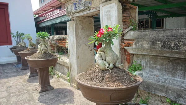 Budist manastırında çiçek açan bonsai ağaçları.