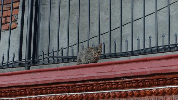 Nepal, Kathmandu tapınağındaki kırmızı duvardaki kedi.
