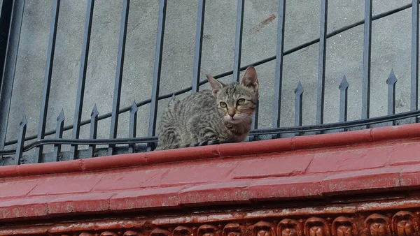 Çatıdaki kedi.