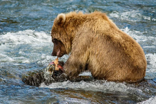 茶色のアラスカのクマの赤ちゃん — ストック写真