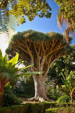 Ejder ağacı şehir La Orotava, Tenerife, Kanarya Adaları'nda