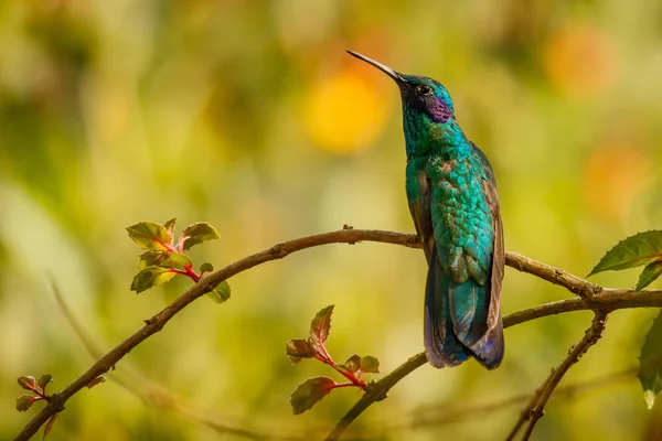 Sentado Verde Violeta-orelha beija-flor em Manizales, na Colômbia — Fotografia de Stock