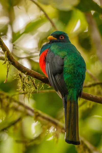 La Tragoon enmascarada en bosque nublado en Ecuador — Foto de Stock