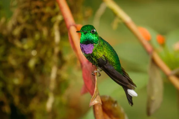 하나는 가장 아름 다운 벌 새, 보라색 bibbed Whitetip — 스톡 사진