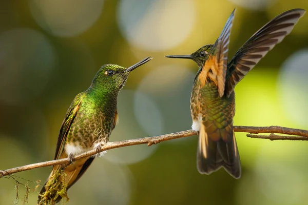 Dois Coronet Hummingbirds, Mindo no Equador — Fotografia de Stock