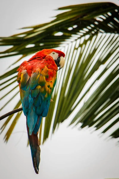 Ekvador'daki yağmur ormanlarında Scarlet Amerika papağanı — Stok fotoğraf