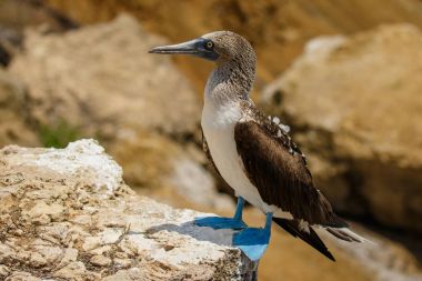 The Blue footed booby at the Isla de la Plata, Ecuador clipart