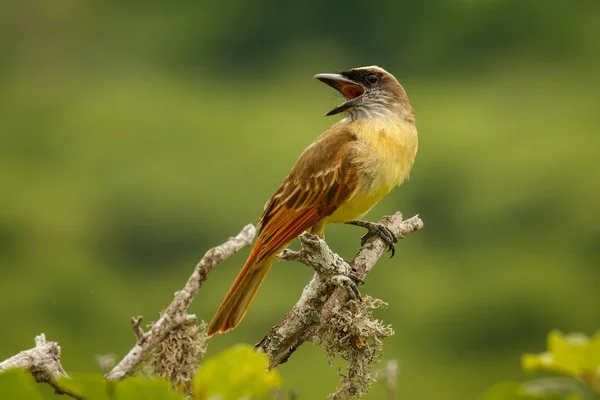 O Golden coroado Flycatcher na costa do Equador — Fotografia de Stock