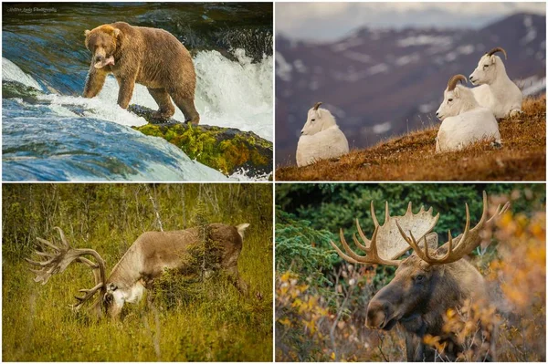 Fotografia da natureza da vida selvagem do Alasca, os EUA — Fotografia de Stock