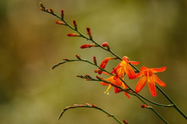 Dağ çiçekleri kırılgan güzelliği de turuncu dağ bell tarafından ifade edilir