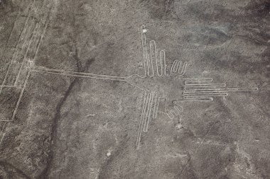 Peru'daki Nazca sinek kuşu ünlü görünümünü