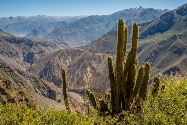 Kaktus na krawędzi Kanionu Colca w Peru — Zdjęcie stockowe