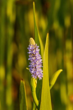 Bir bahar mor Çiçek Bahçe