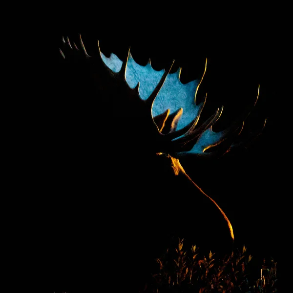 ᐈ Alces imágenes de stock, fotos cabeza de alce | descargar en