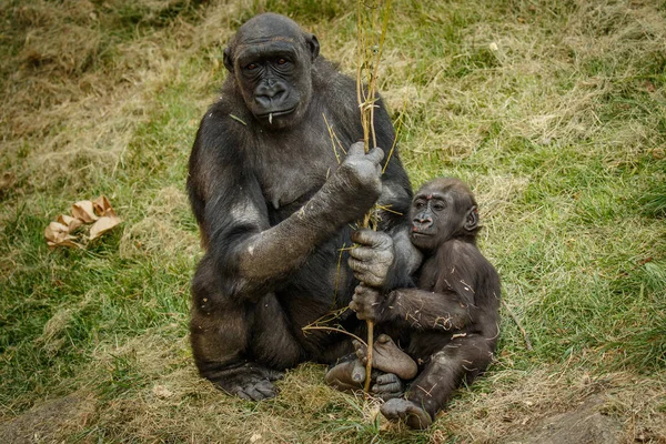 Verveeld mama gorilla met baby, Calgary Zoo — Stockfoto
