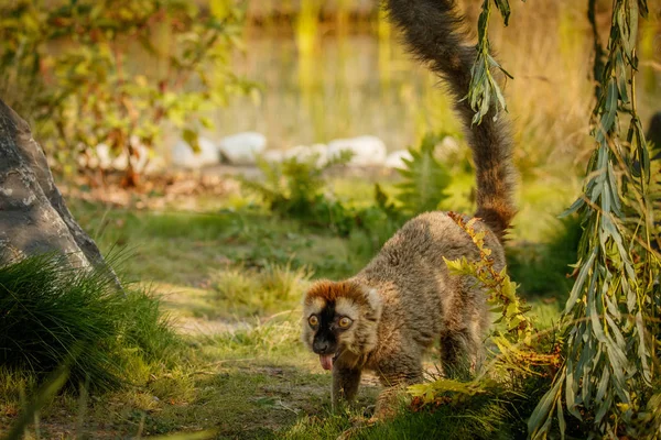 Červená lemur pomalu procházky v zoo — Stock fotografie