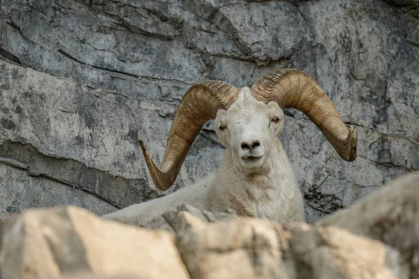 カナダの動物園で白羊 — ストック写真