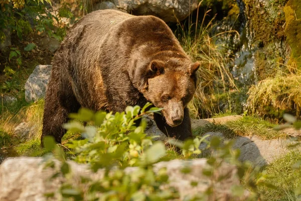 Ételt keres nagy grizzly medve — Stock Fotó