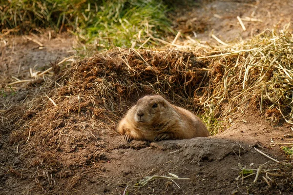 Kanadský Svišť odpočívá ve svém hnízdě — Stock fotografie