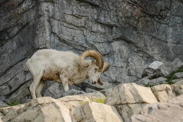 Πρόβατα Dall για το terraine ροκ — Φωτογραφία Αρχείου