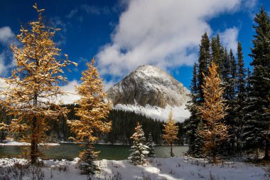 Yellow coloured larches after the first snow fall at Chester Lake clipart