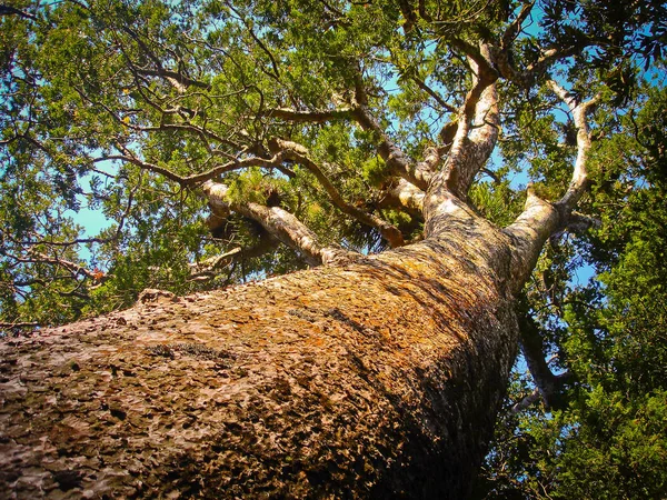 Tane Mahuta, Yeni Zelanda en yüksek ağacı — Stok fotoğraf