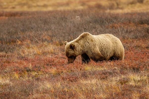 Oso pardo en el Parque Nacional Denali, Alaska — Foto de Stock